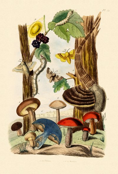 Mushrooms by French School